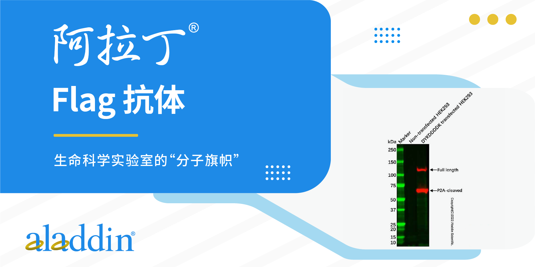 阿拉丁Flag抗体：生命科学实验室的"分子旗帜"