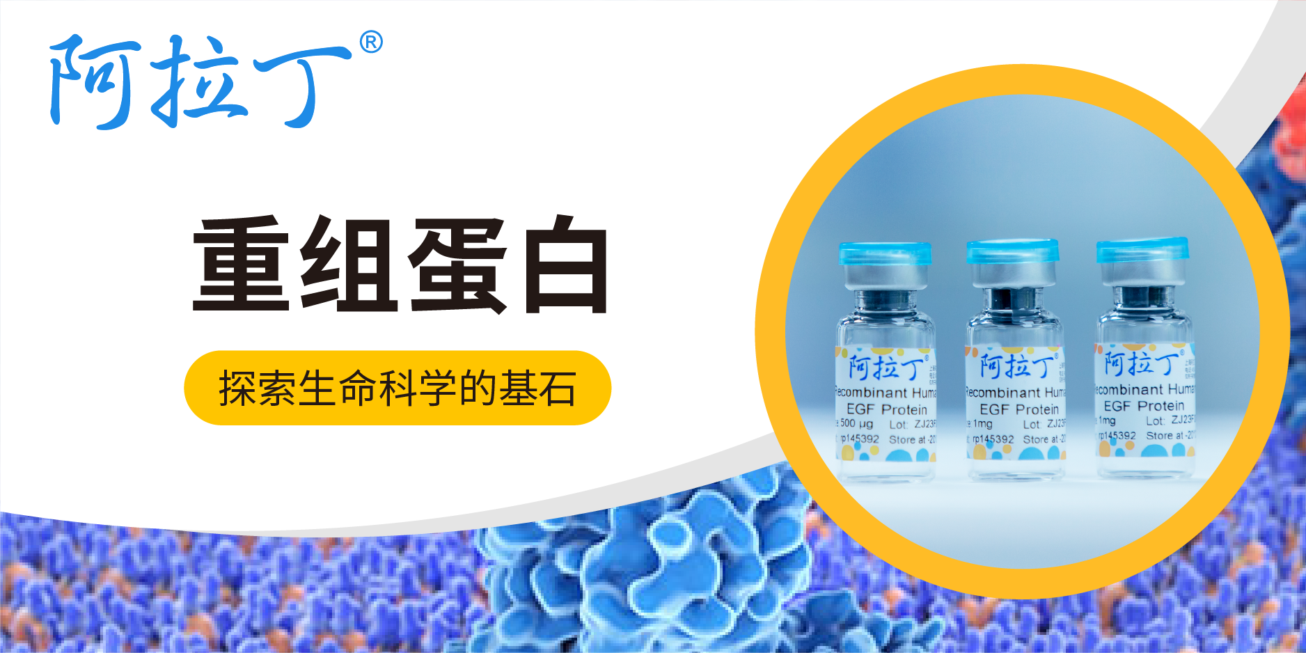 阿拉丁重组蛋白 | 探索生命科学的基石