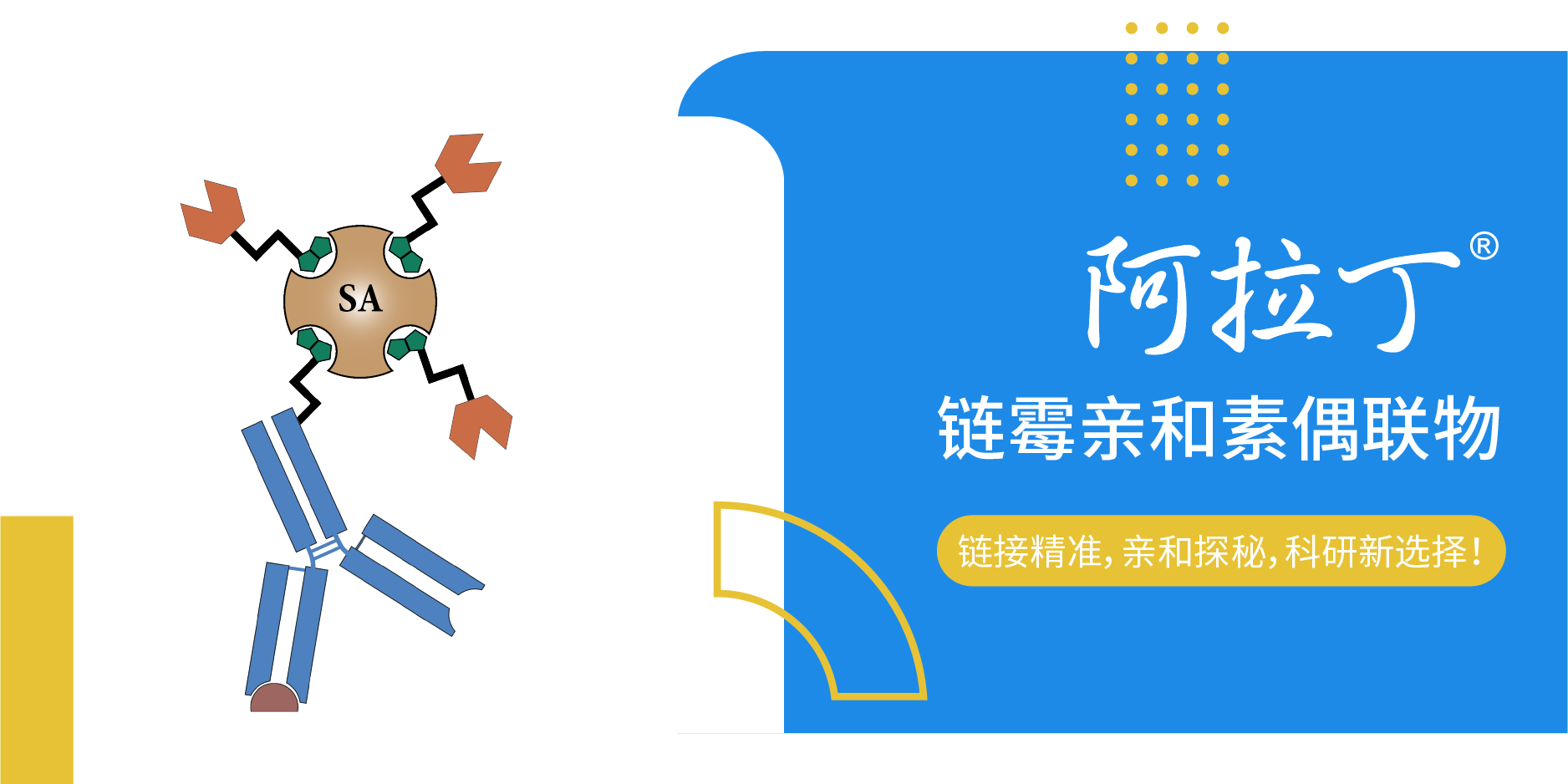 阿拉丁链霉亲和素偶联物 ｜  链接精准，亲和探秘，科研新选择！